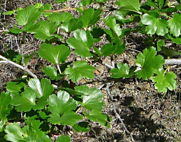 High Resolution Ribes californicum Leaf
